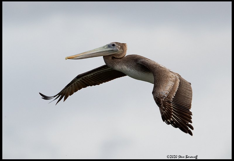 _0SB0712 brown pelican.jpg
